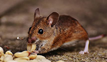 lawn-and-garden-pest-control Experts in Sargents